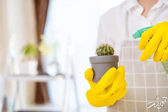 آب دادن به کاکتوس